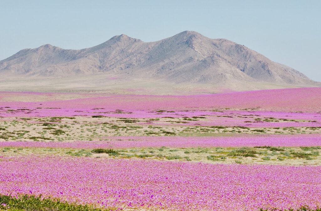 Desierto Florido